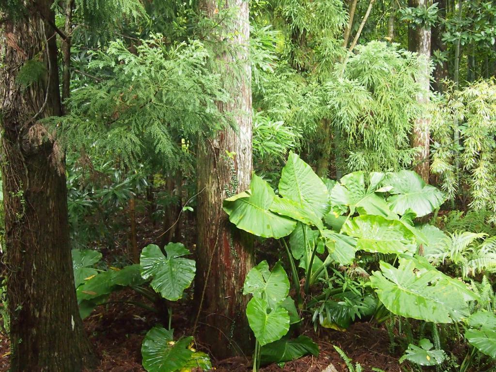 Wa No Cottage Sen-No-Ie Yakushima  Exterior photo